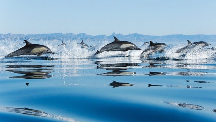 dolphins, Sea HD Wallpaper Desktop Background