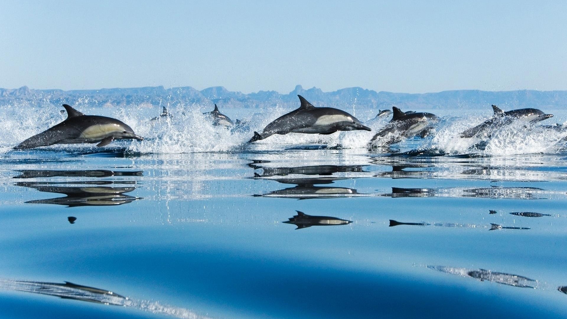 dolphins, Sea Wallpaper