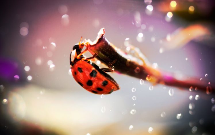 insects, Beetles, Macro, Ladybirds HD Wallpaper Desktop Background
