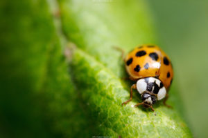 close up, Insects, Ladybirds