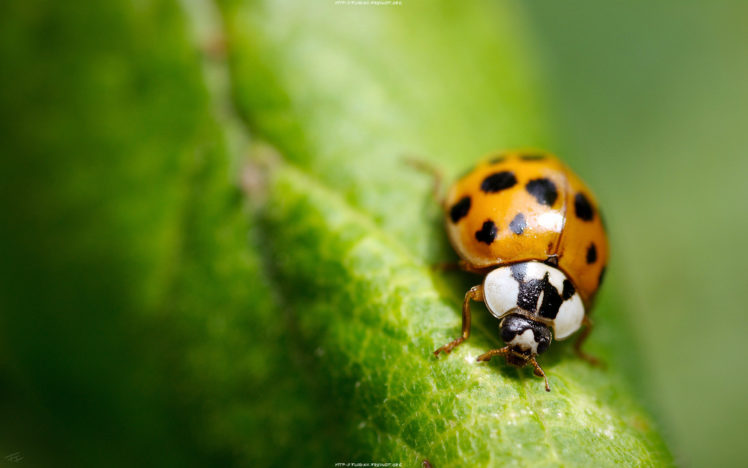 close up, Insects, Ladybirds HD Wallpaper Desktop Background