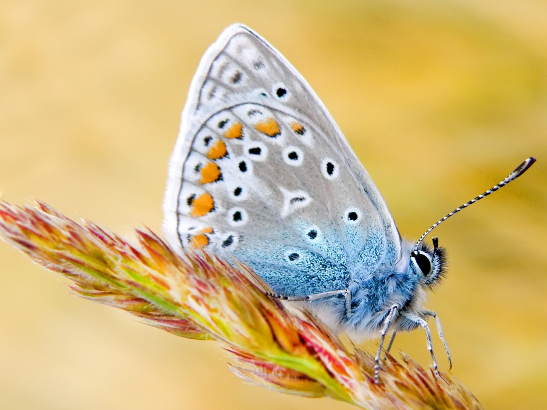 insects, Butterflies Wallpaper