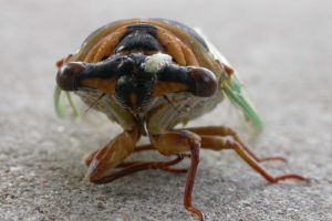 insects, Macro, Cicada