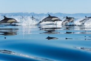 water, Ocean, Landscapes, Nature, Dolphins