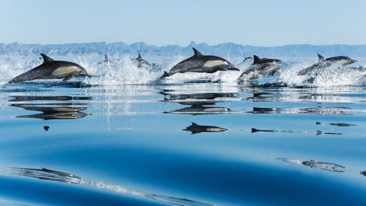 water, Ocean, Landscapes, Nature, Dolphins HD Wallpaper Desktop Background