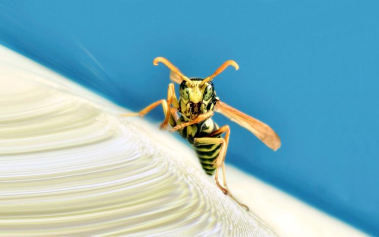 insects, Wasp HD Wallpaper Desktop Background
