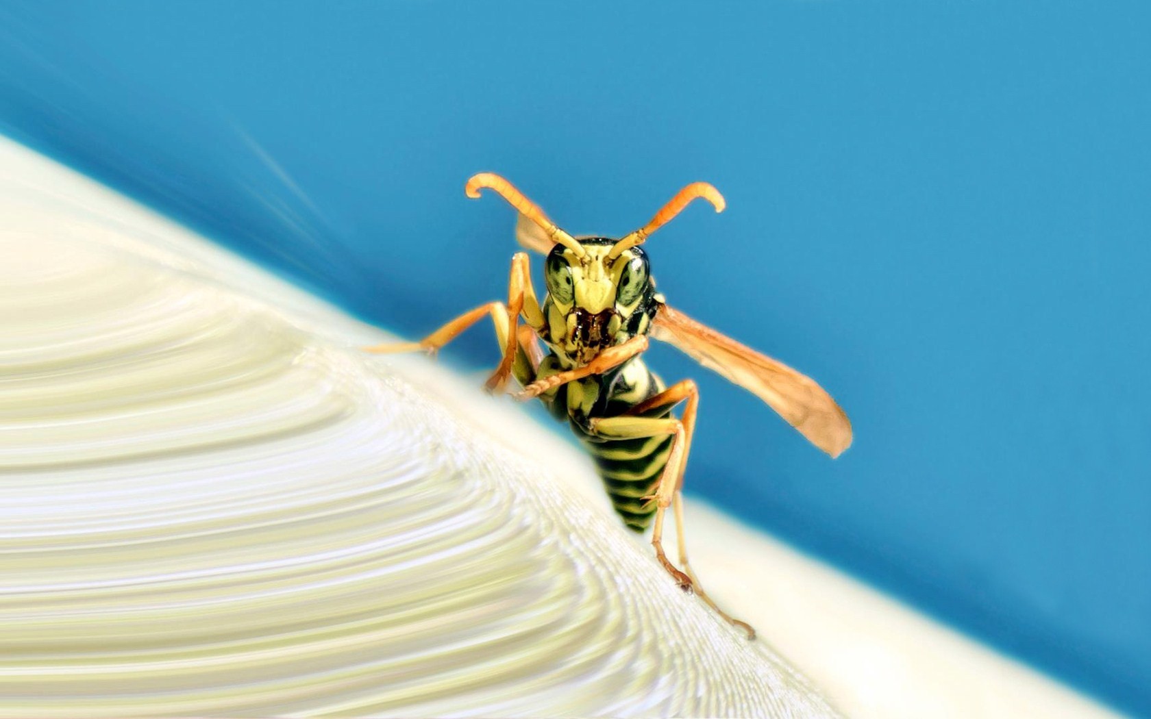 insects, Wasp Wallpaper