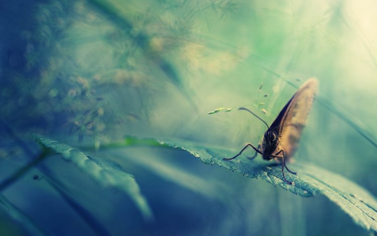 nature, Butterfly, Insects HD Wallpaper Desktop Background