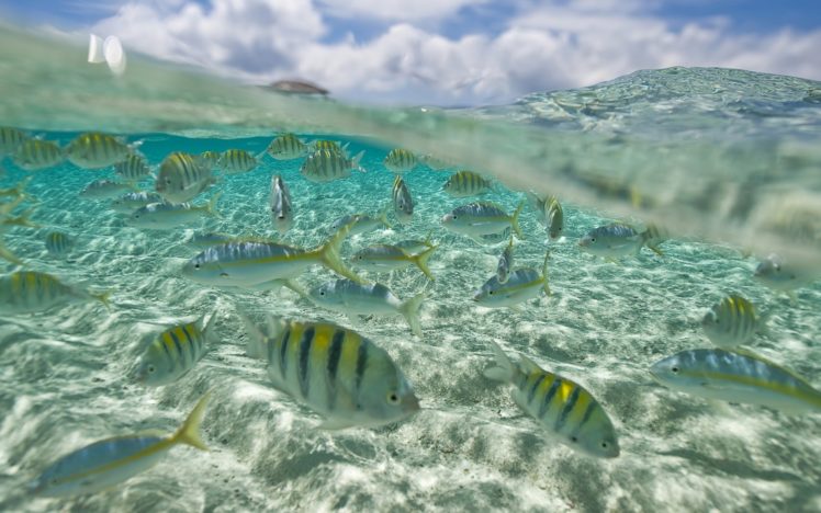 fish, Pack, Underwater, Sea, Ocean HD Wallpaper Desktop Background