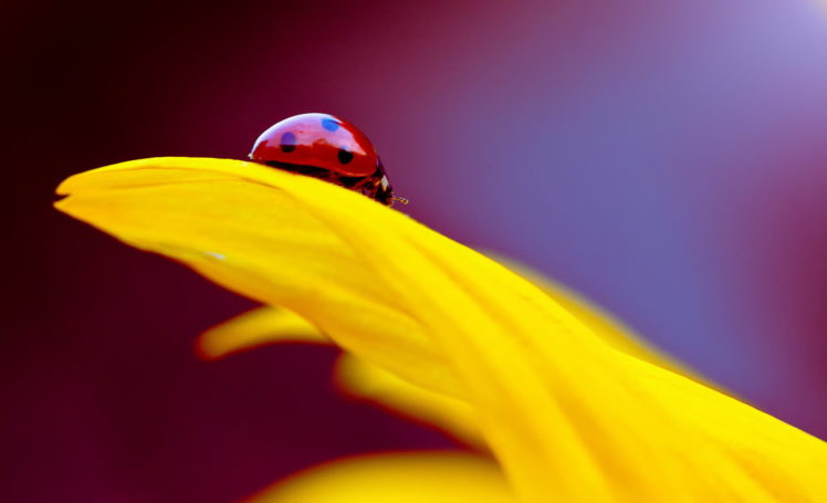 insects, Ladybug, Bokeh HD Wallpaper Desktop Background