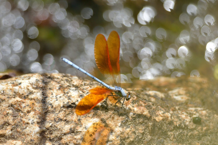 insects, Dragonflies, Animal, Dragonfly, Bokeh, Macro HD Wallpaper Desktop Background