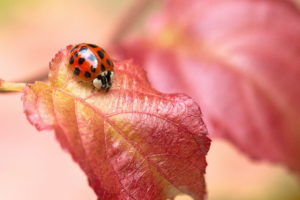 insects, Ladybugs, Foliage, Animals, Bokeh