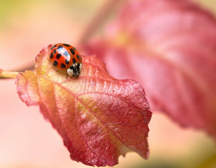 insects, Ladybugs, Foliage, Animals, Bokeh HD Wallpaper Desktop Background
