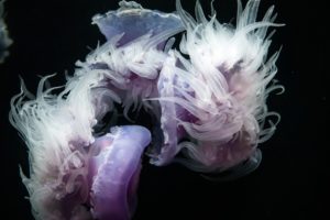 jellyfish, Underwater, Black