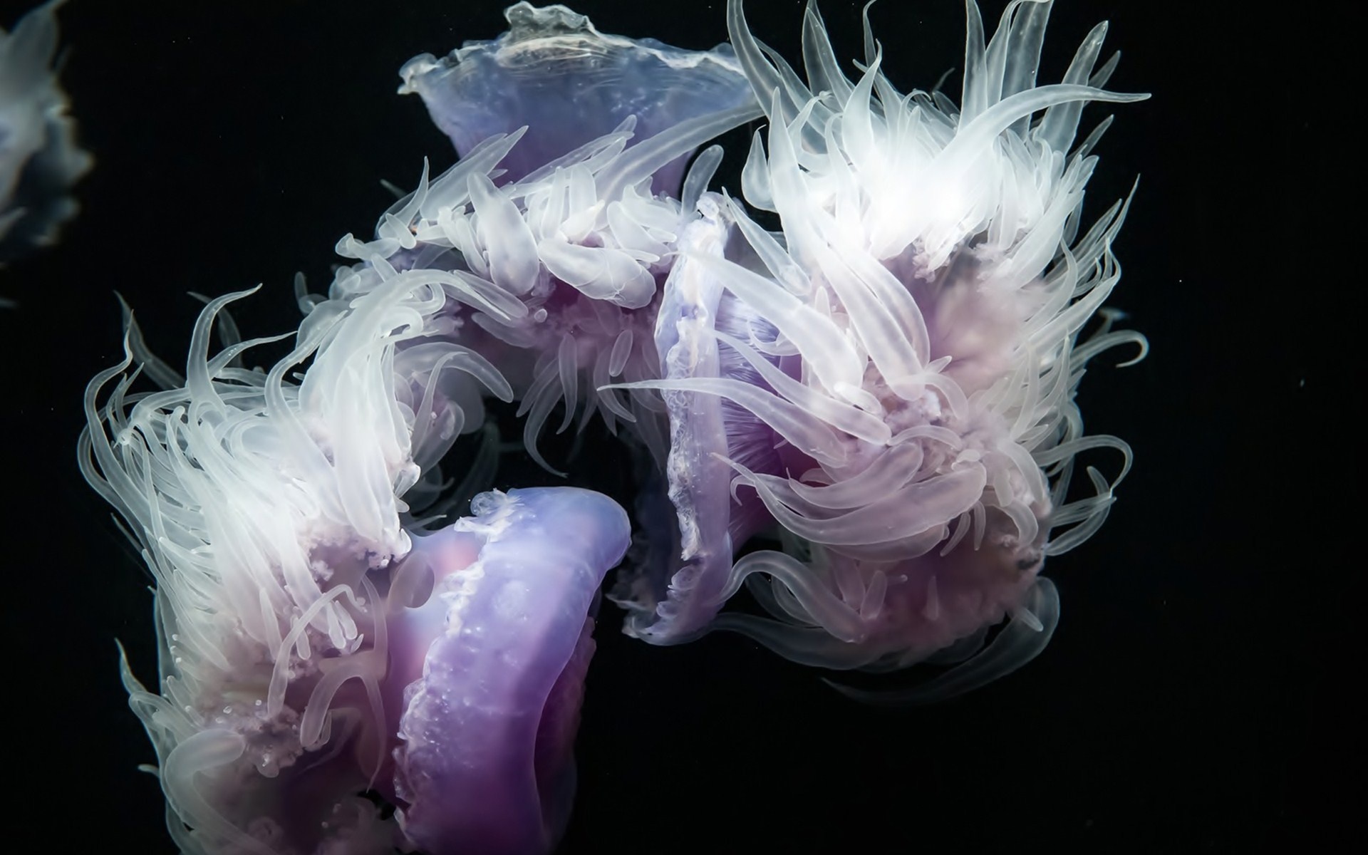 jellyfish, Underwater, Black Wallpaper