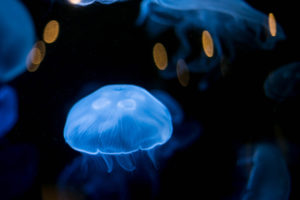 jellyfish, Underwater