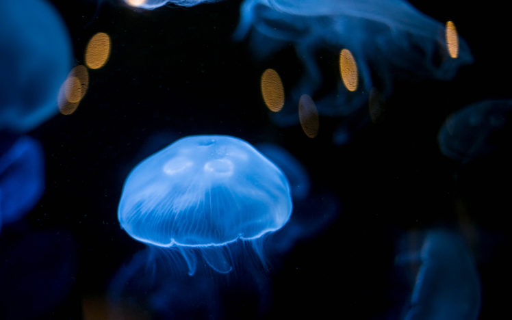 jellyfish, Underwater HD Wallpaper Desktop Background