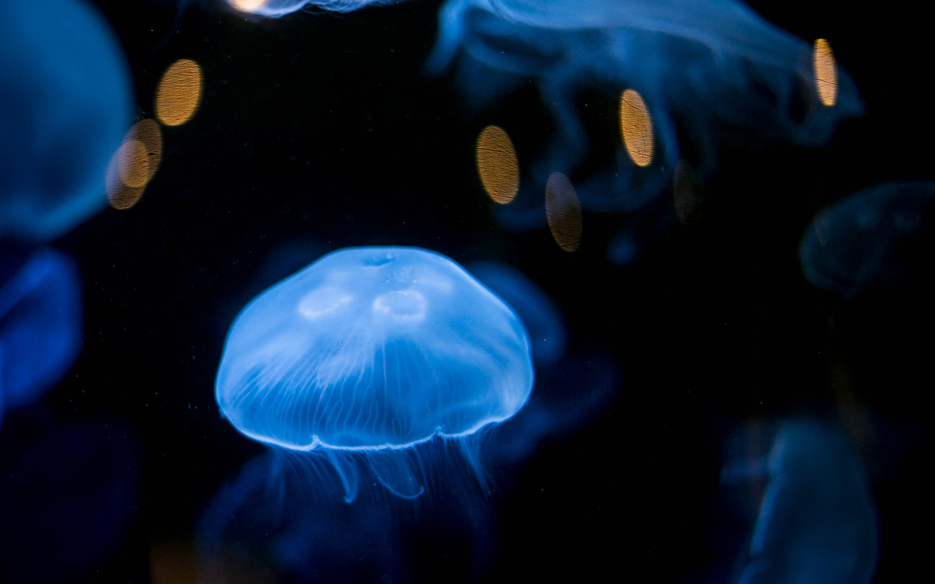 jellyfish, Underwater Wallpaper