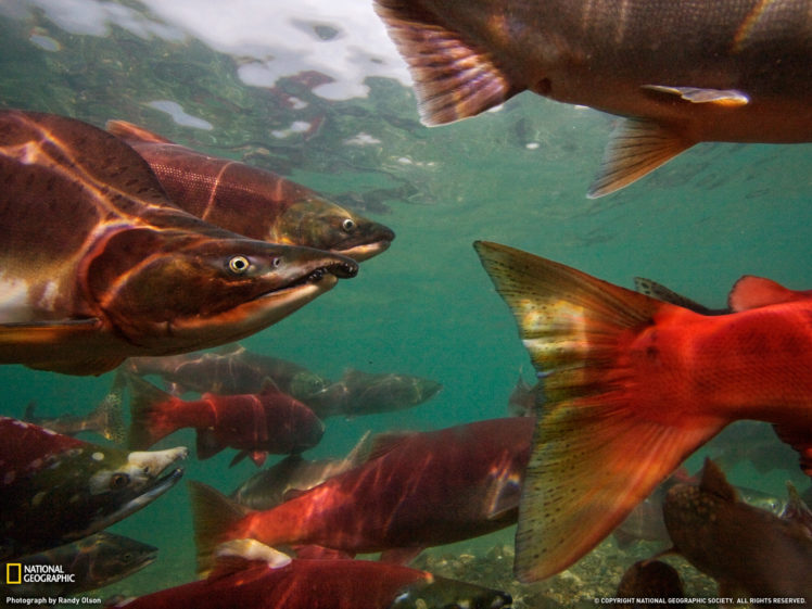 salmon, Fish, River HD Wallpaper Desktop Background