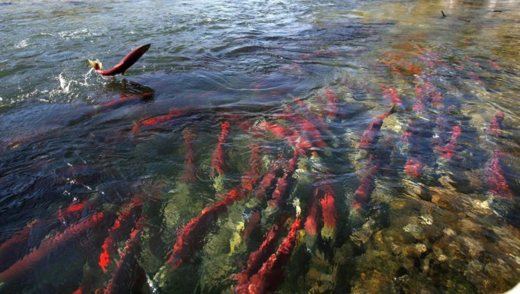 salmon, Fish, River, Autumn HD Wallpaper Desktop Background