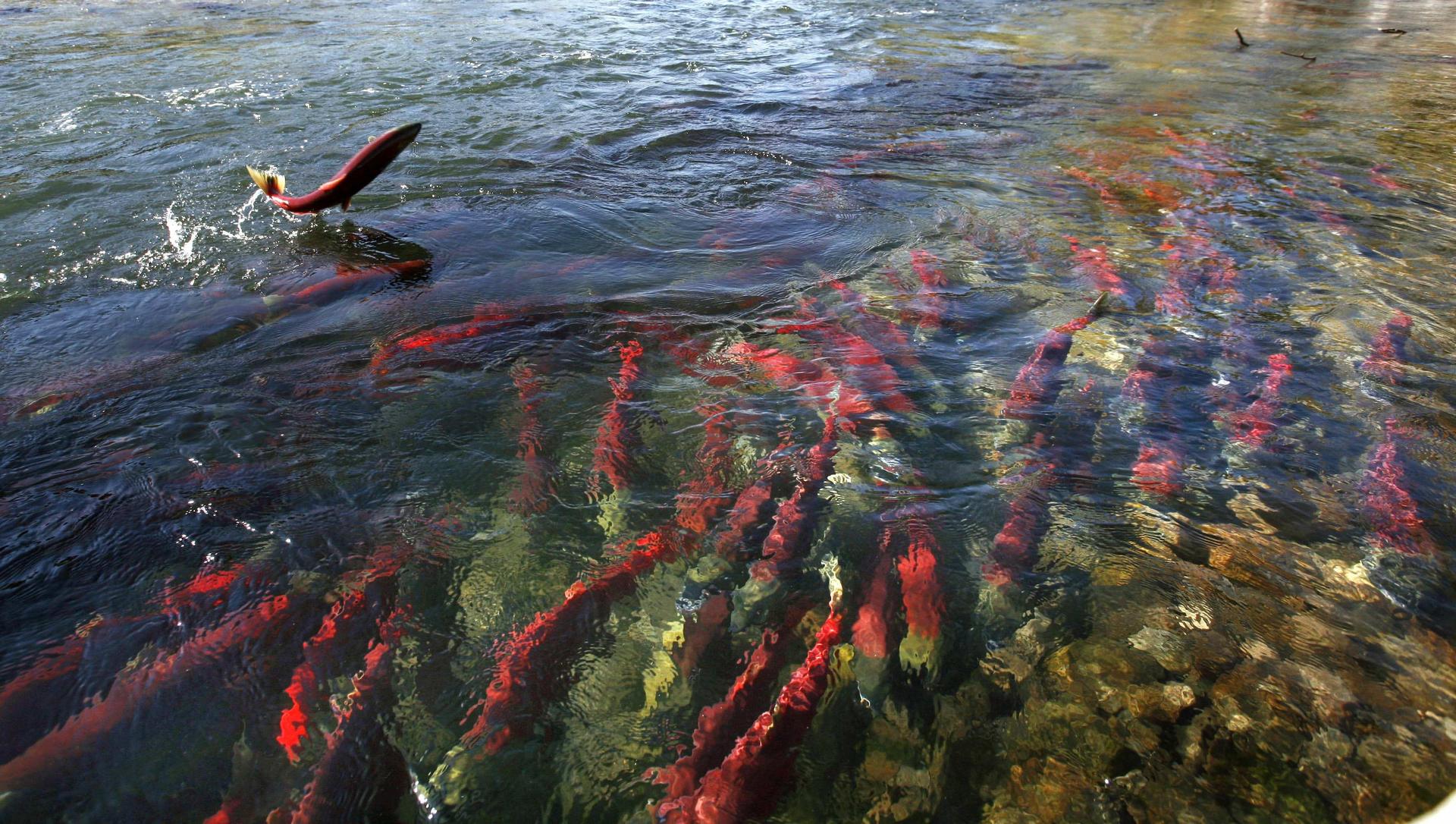salmon, Fish, River, Autumn Wallpaper