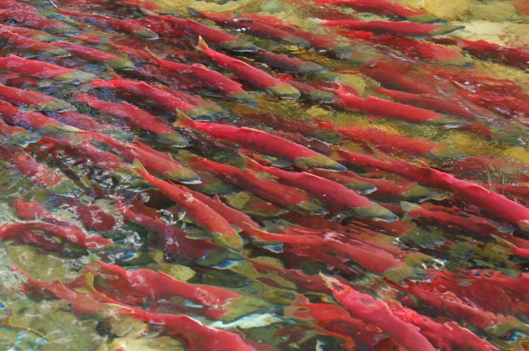 salmon, Fish, River HD Wallpaper Desktop Background