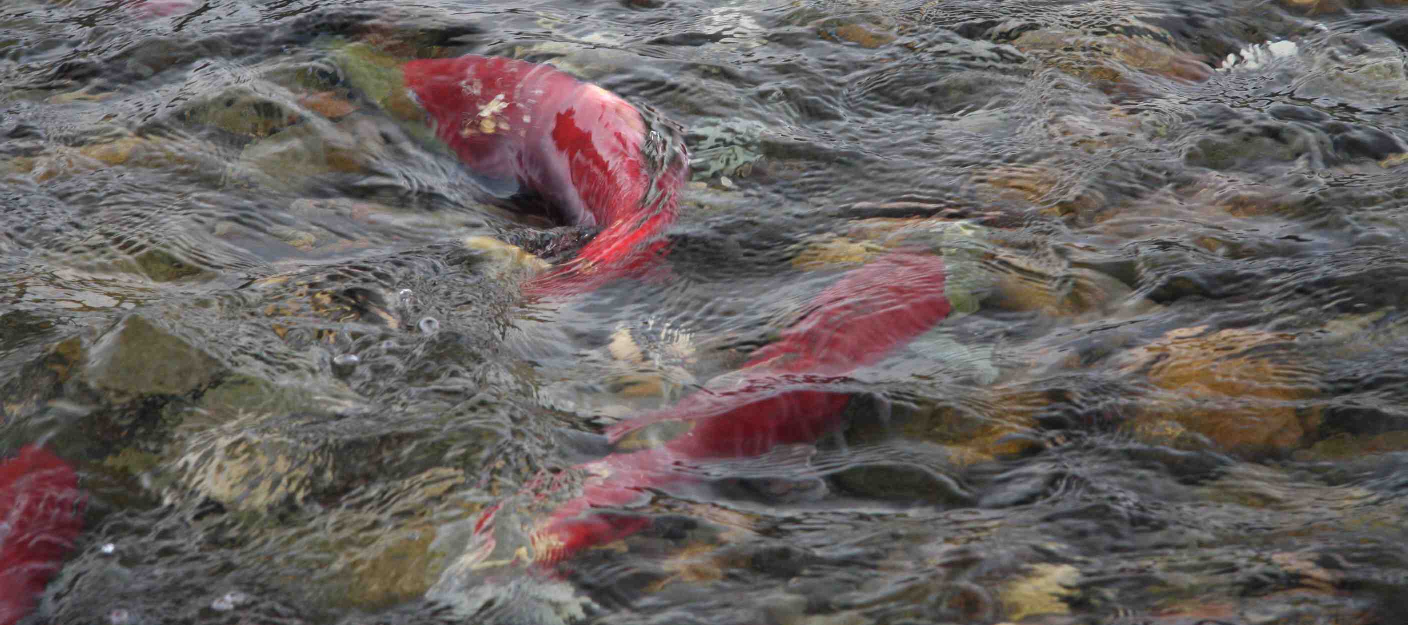 salmon, Fish, River, Underwater Wallpaper