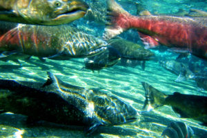 salmon, Fish, River, Underwater, T3