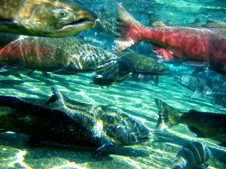 salmon, Fish, River, Underwater, T3 HD Wallpaper Desktop Background