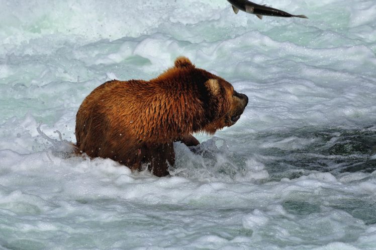 salmon, Fish, River, Bear HD Wallpaper Desktop Background