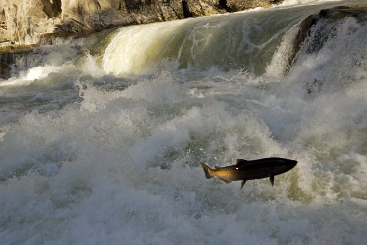 salmon, Fish, River, Waterfall HD Wallpaper Desktop Background