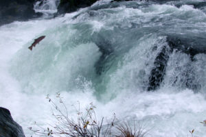 salmon, Fish, River, Waterfall