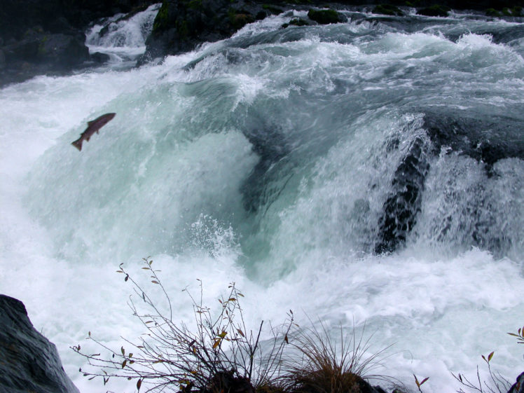 salmon, Fish, River, Waterfall HD Wallpaper Desktop Background