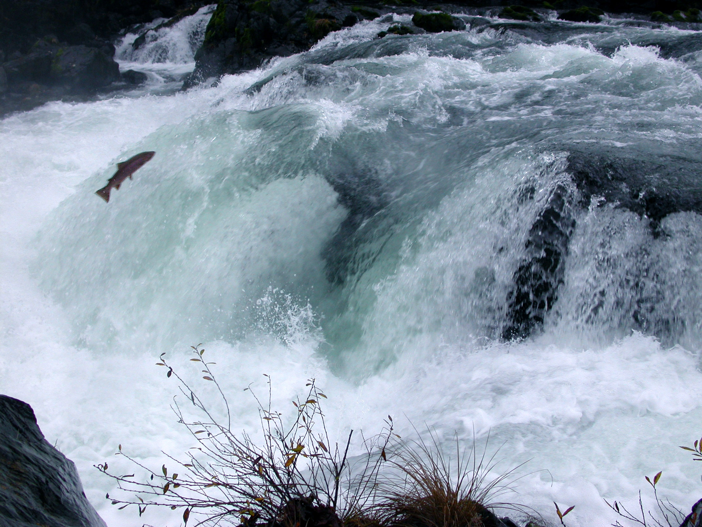 salmon, Fish, River, Waterfall Wallpaper