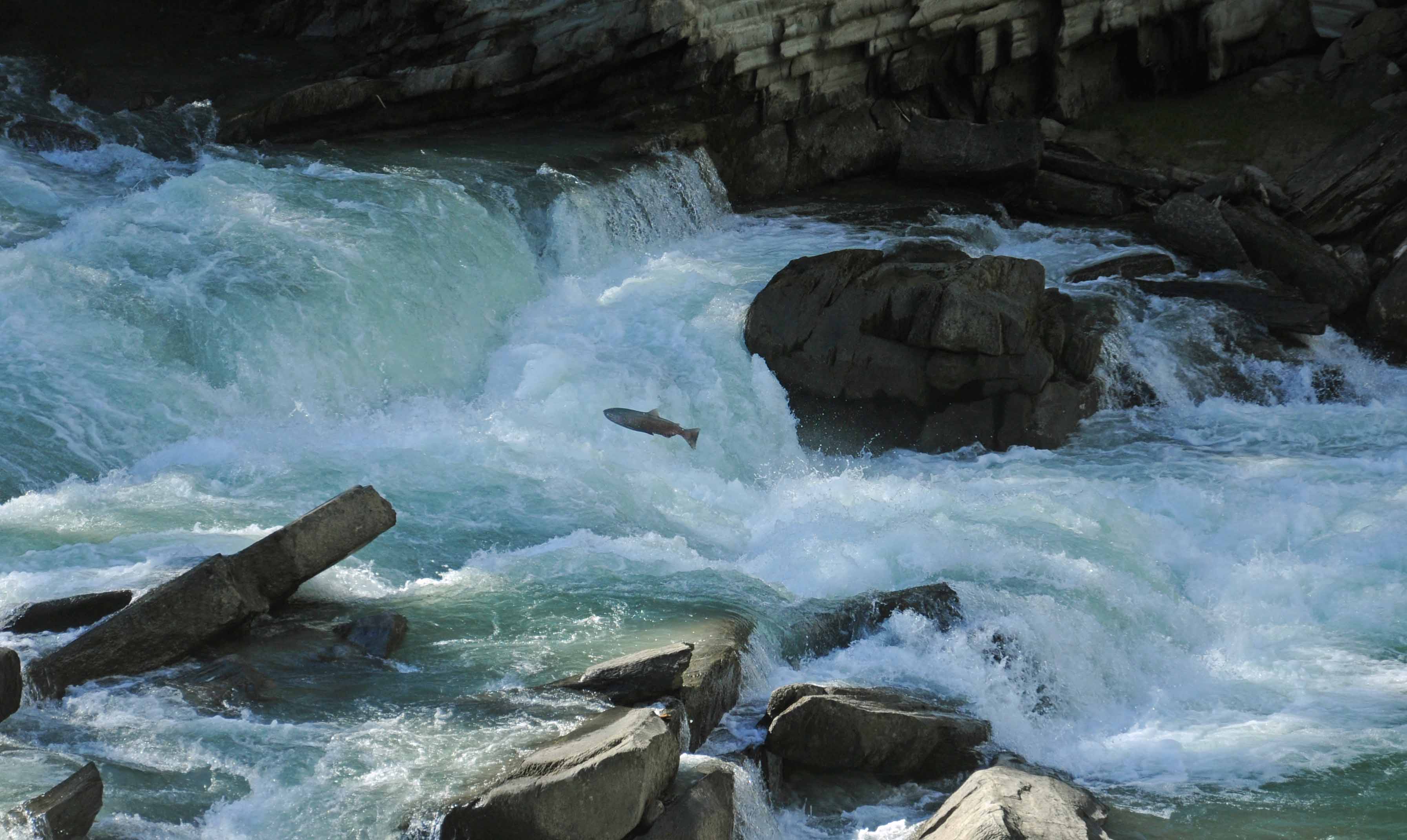 salmon, Fish, River, Waterfall Wallpaper