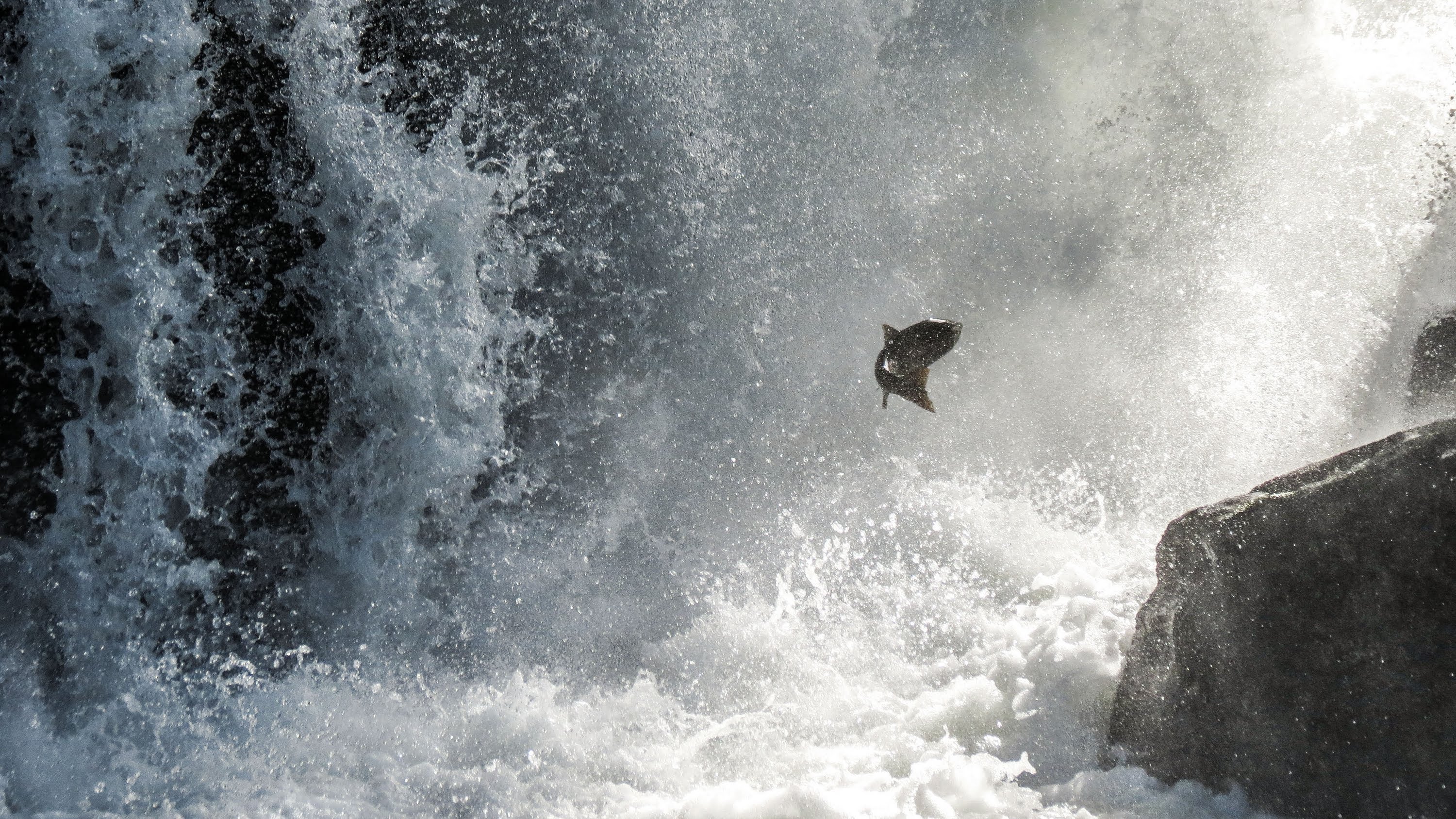 salmon, Fish, River, Waterfall, Bear Wallpaper