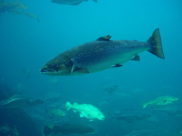 salmon, Fish, Underwater, R, Jpg HD Wallpaper Desktop Background
