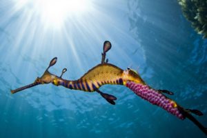 seahorse, Caviar, Underwater, Ocean, Sea