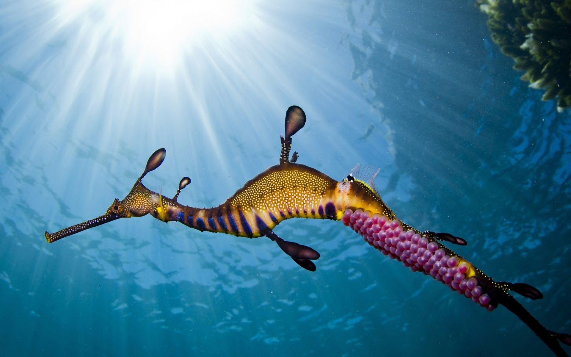 seahorse, Caviar, Underwater, Ocean, Sea Wallpaper