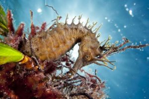 seahorse, Underwater