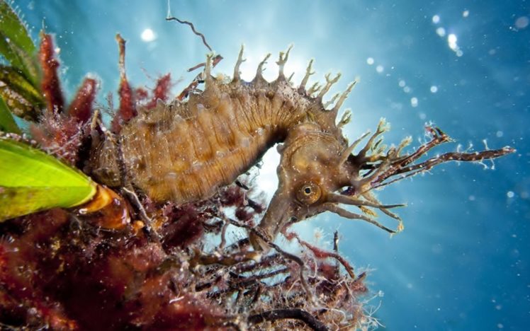 seahorse, Underwater HD Wallpaper Desktop Background