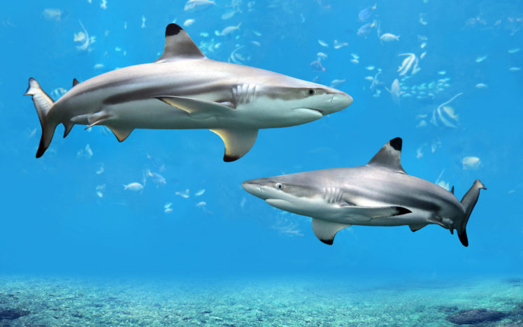 underwater, World, Shark HD Wallpaper Desktop Background
