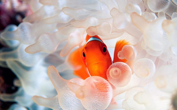 fish, Clownfish HD Wallpaper Desktop Background