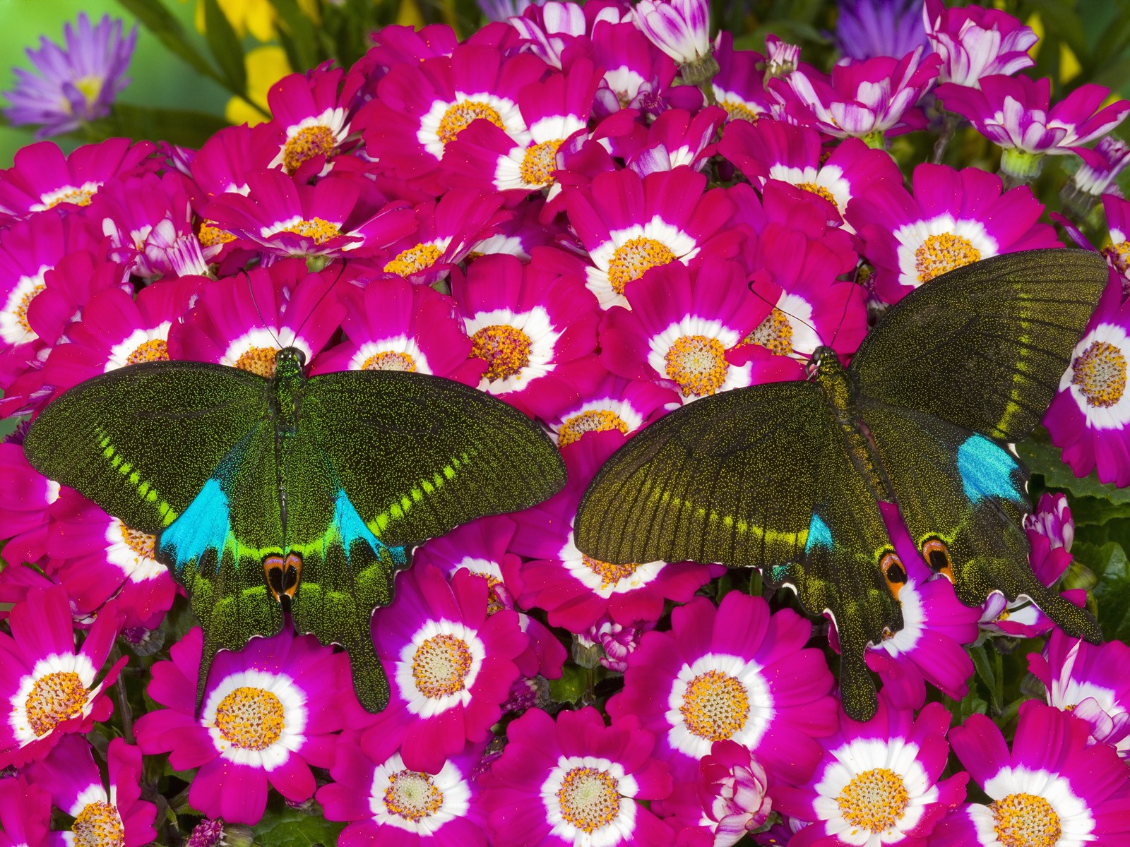 flowers, Butterflies Wallpaper