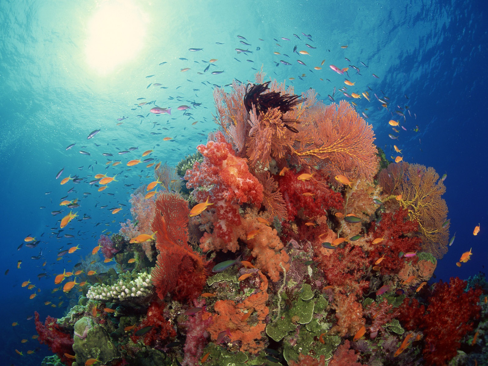 underwater Wallpaper
