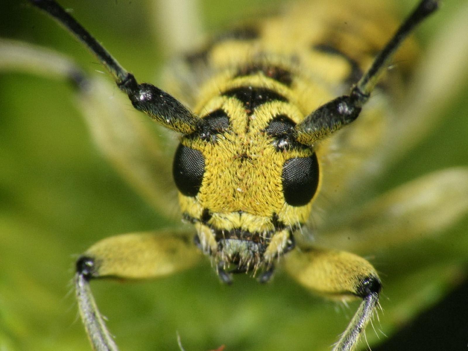 nature, Insects, Macro, Spiders Wallpaper