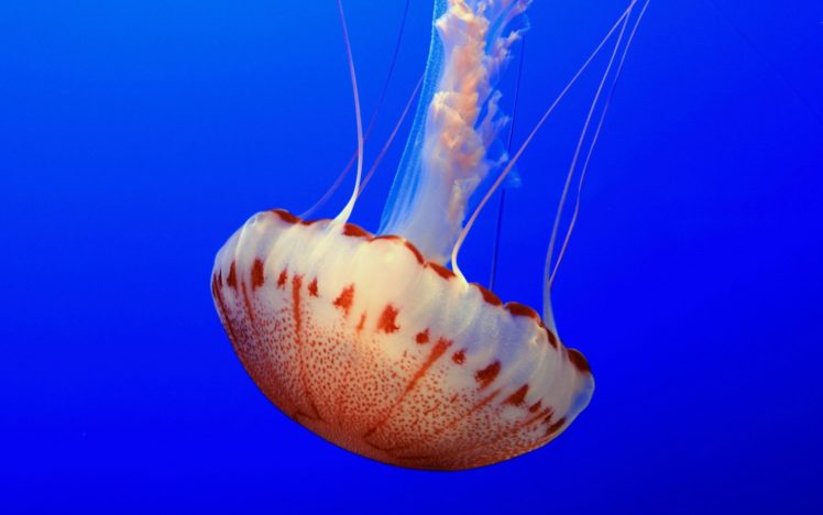 jellyfish, Water, Underwater, Sea, Ocean HD Wallpaper Desktop Background