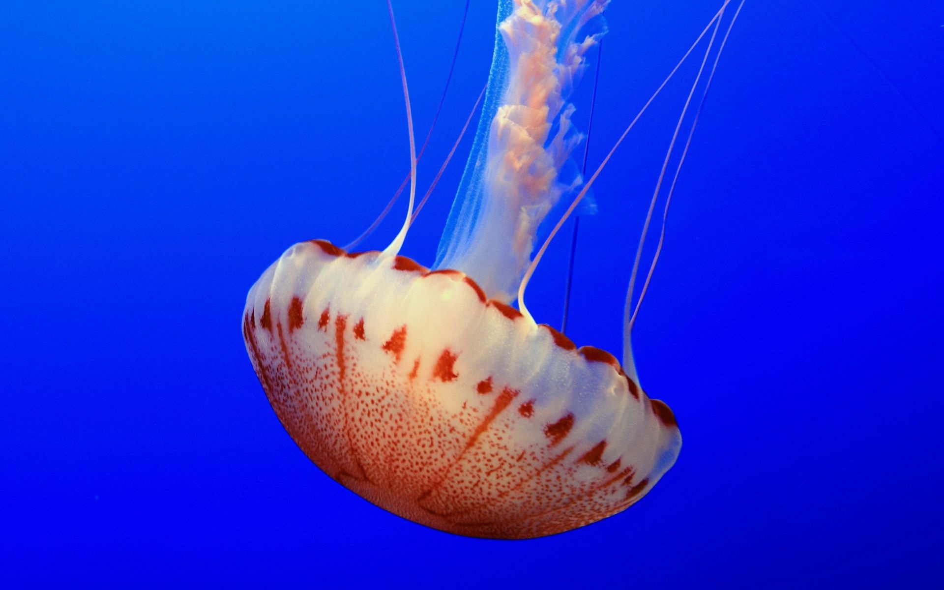 jellyfish, Water, Underwater, Sea, Ocean Wallpaper
