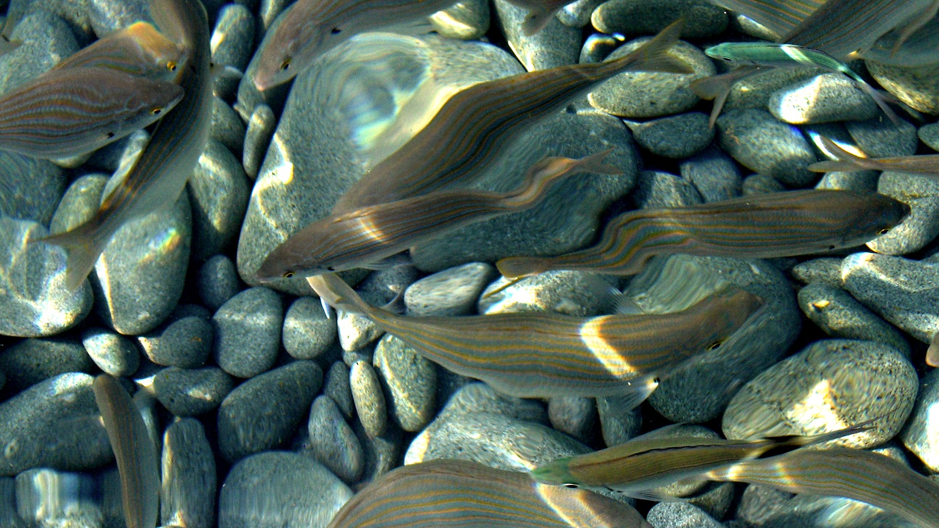 fish, Pebbles, Rivers Wallpaper