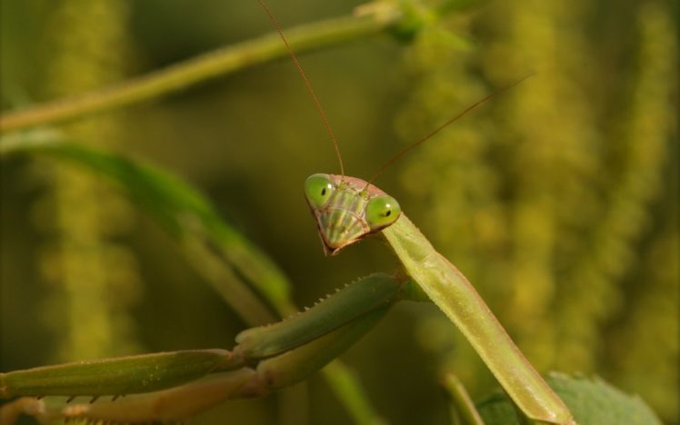 insects, Praying, Mantis HD Wallpaper Desktop Background
